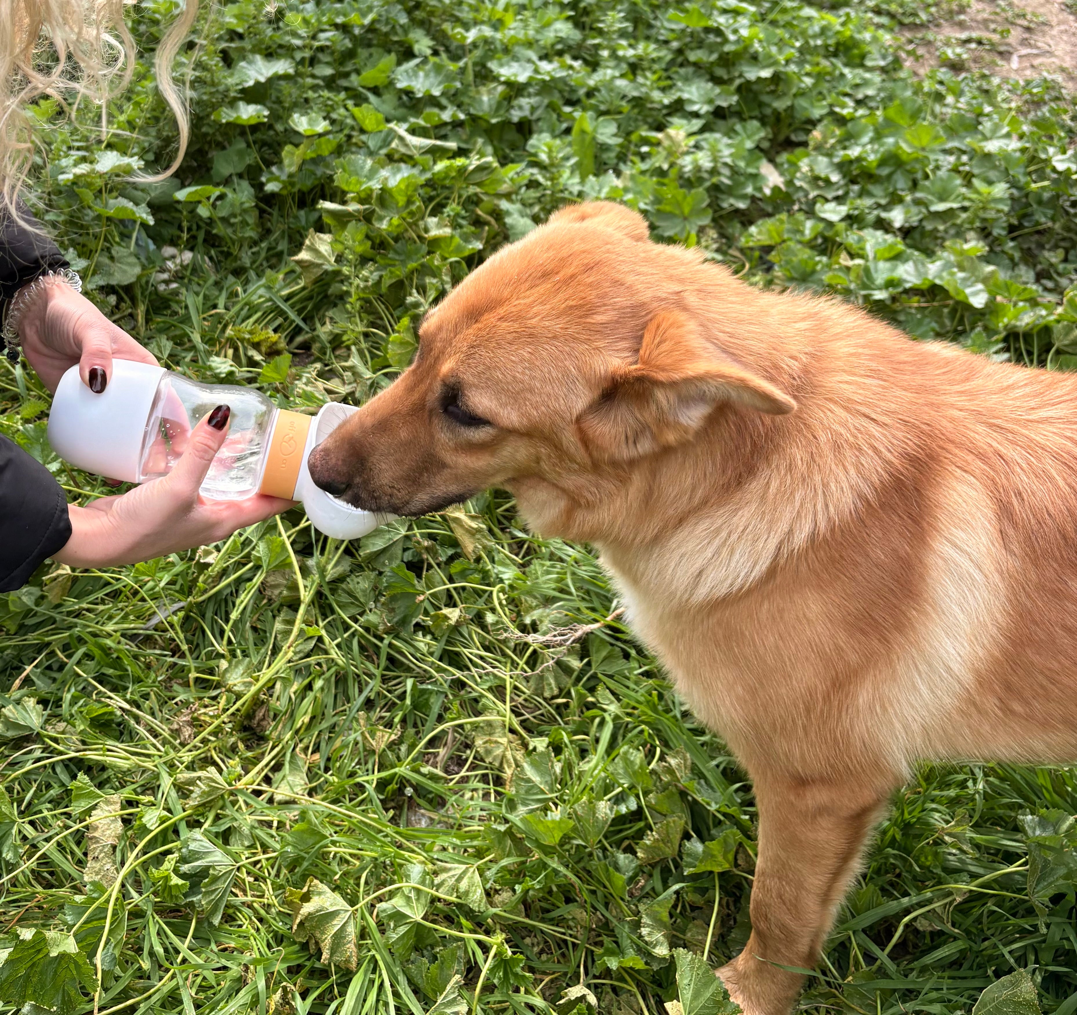 Pawly™ – Borraccia 2 in 1 per Cani | Acqua + Snack Ovunque