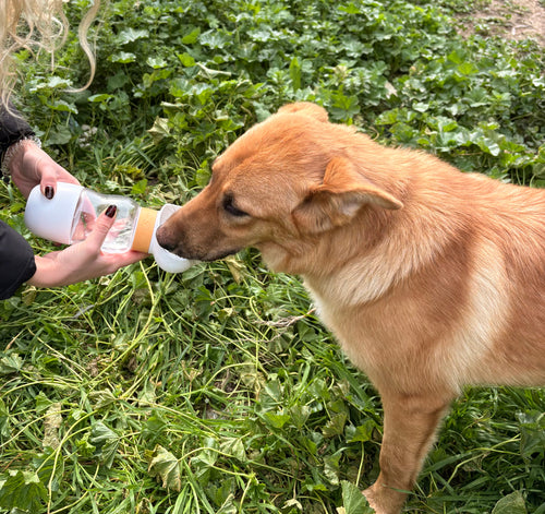 Pawly™ – Borraccia 2 in 1 per Cani | Acqua + Snack Ovunque